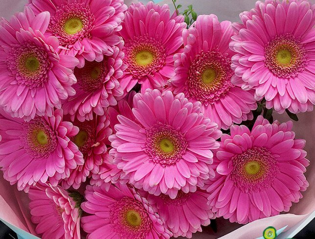 Bouquet of 15 pink gerberas photo