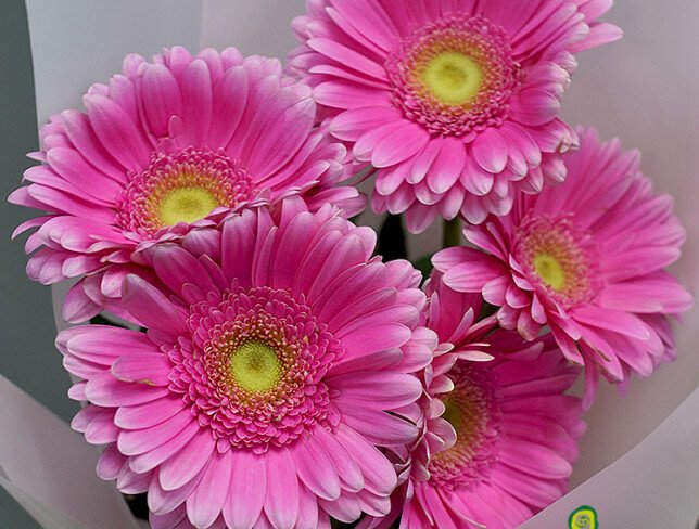 Bouquet of 5 pink gerberas photo