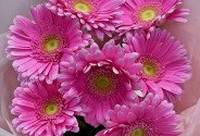 Buchet din 7 gerbere roz — foto 3