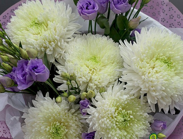 Bouquet of white pompon chrysanthemums and purple lisianthus photo