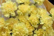 Buchet din 19 dianthus de culoare lamaie — foto 2