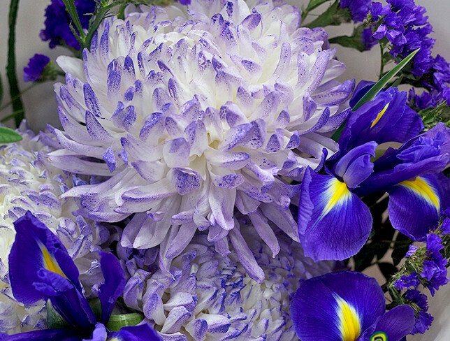 Bouquet of chrysanthemums, iris and statice photo