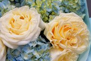Buchet din 3 hortensii albastre si trandafiri Candlelight — foto 3