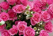 Bouquet of pink spray roses “Symphony of Love” — photo 2