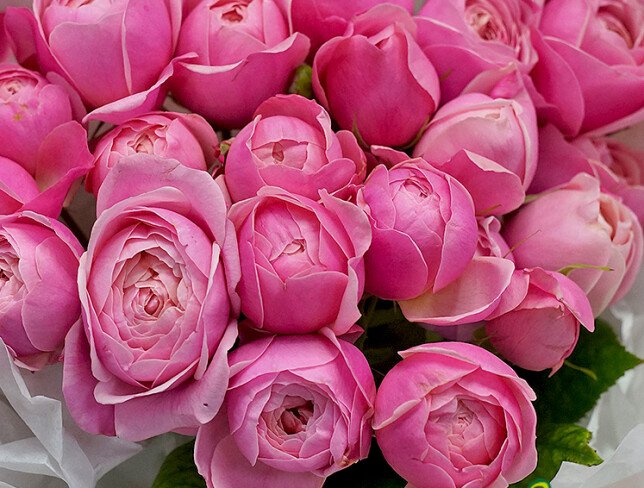 Bouquet of 7 Silva Pink peony-style roses, 50 cm photo