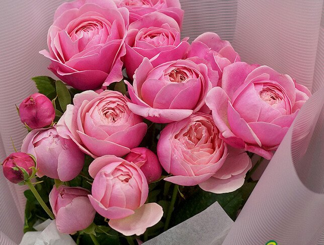 Buchet compliment din trandafiri de tip bujor Silva Pink foto