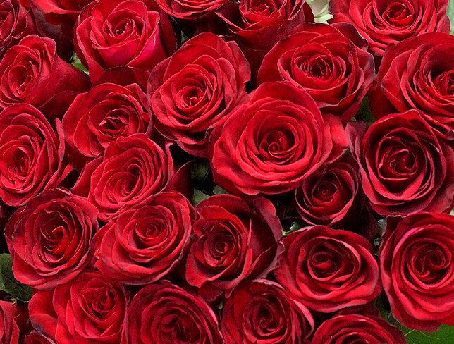Bouquet of 35 red roses (80 cm) photo