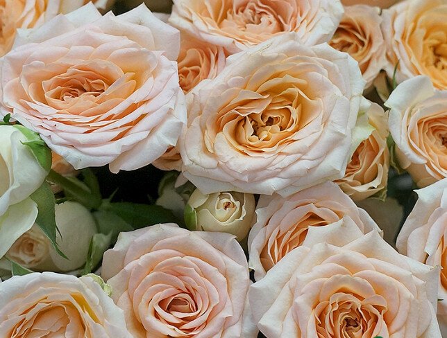 Bouquet of 9 spray roses “Sofia” 40 cm photo