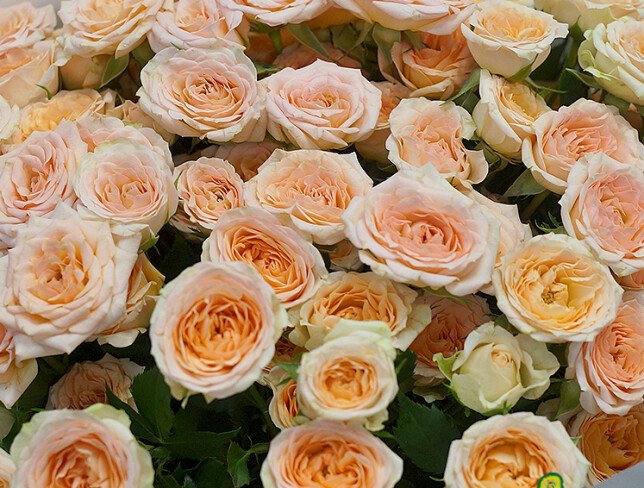 Bouquet of 17 spray roses “Sofia” 40 cm photo