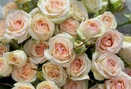 Bouquet of 9 spray roses “Sofia” 60 cm — photo 2
