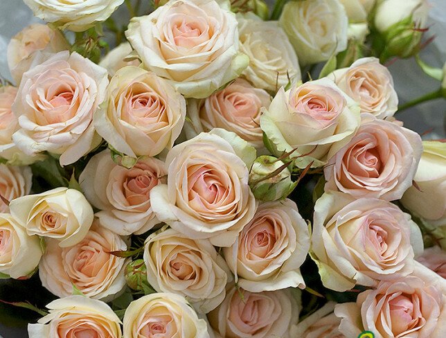Bouquet of 9 spray roses “Sofia” 60 cm — photo 2