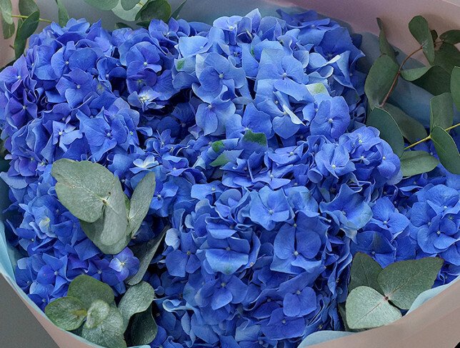 Buchet din 5 hortensii albastre cu eucalipt foto