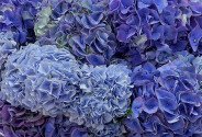 Bouquet of 15 purple and blue hydrangeas — photo 2
