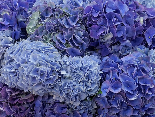 Bouquet of 15 purple and blue hydrangeas photo