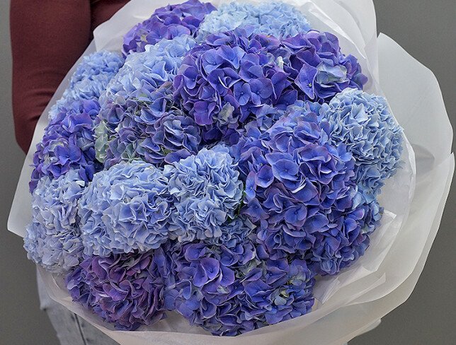 Bouquet of 15 purple and blue hydrangeas photo