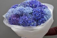 Bouquet of 15 purple and blue hydrangeas — photo 4