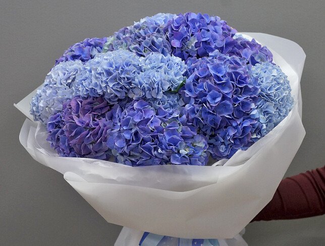 Bouquet of 15 purple and blue hydrangeas photo