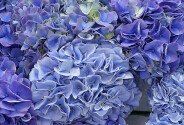 Bouquet of purple and blue hydrangeas — photo 2