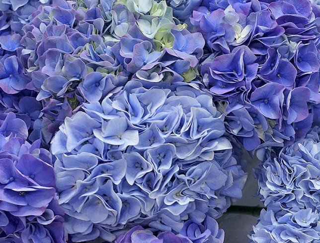 Bouquet of purple and blue hydrangeas photo
