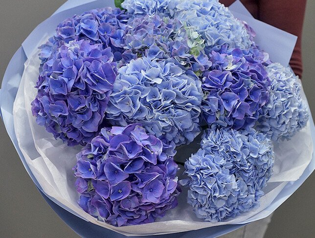 Bouquet of purple and blue hydrangeas photo