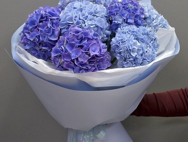 Bouquet of purple and blue hydrangeas photo