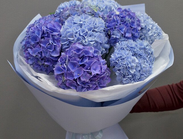 Bouquet of purple and blue hydrangeas photo