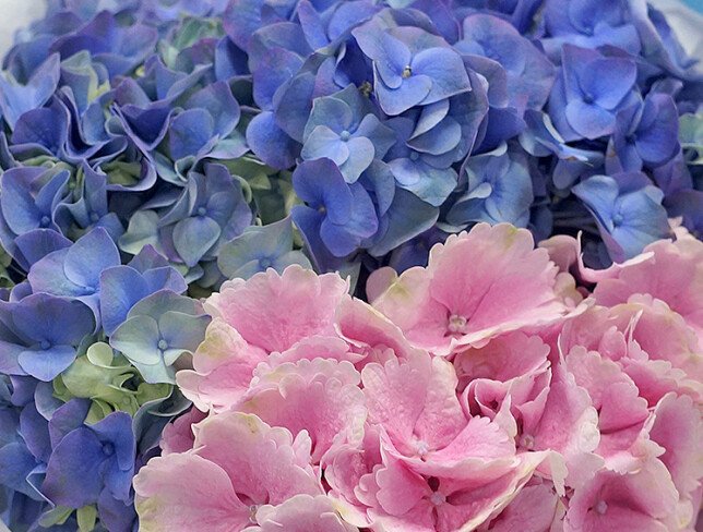 Buchet din hortensii "Paleta florala" foto