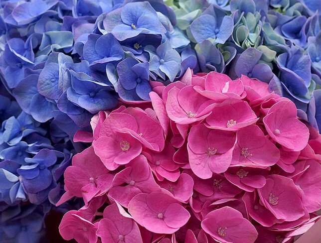 Bouquet of purple and pink hydrangeas photo