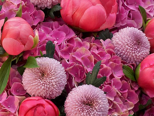 Bouquet with Pink Hydrangeas, Chrysanthemums and Dutch Coral Charm Peonies photo