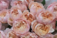 Bouquet of peony-style roses ''Juliet'' — photo 2