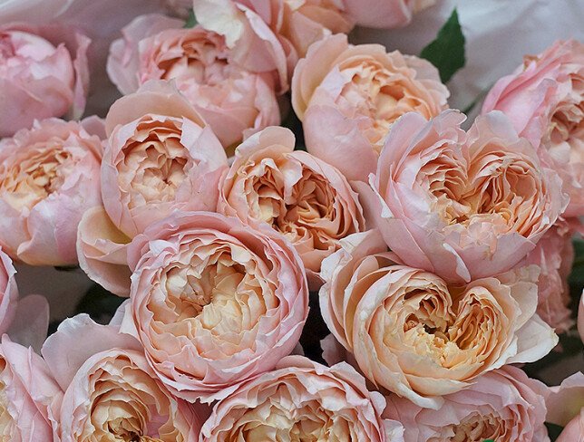 Bouquet of peony-style roses ''Juliet'' — photo 2