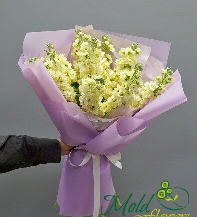 Buchet din 9 mathiola galben-pal foto 394x433