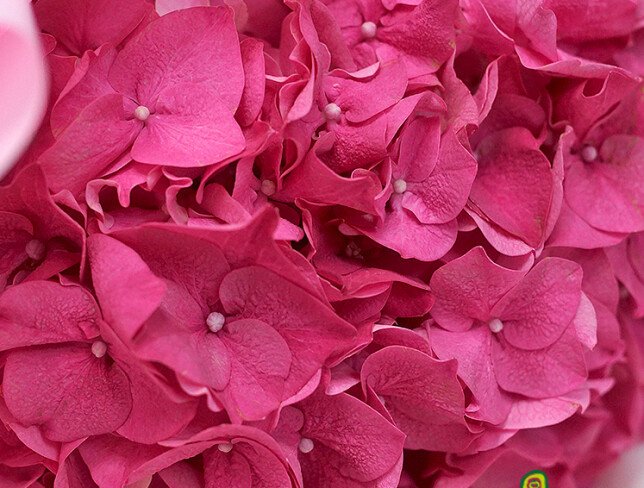 Buchet din hortensie roz aprins foto