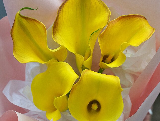 Bouquet of 5 Yellow Calla Lilies photo