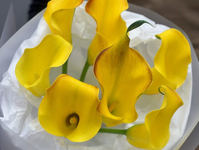 Bouquet of 7 Yellow Calla Lilies photo