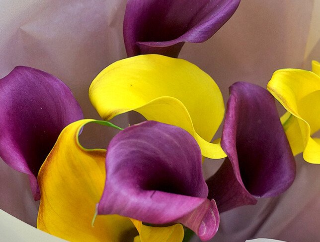 Bouquet with Yellow and Purple Calla Lilies photo
