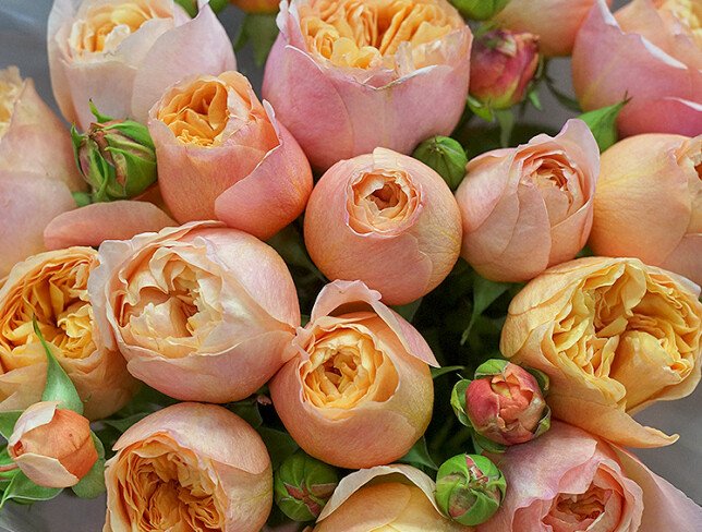 Bouquet of 17 Cream Peony Roses photo
