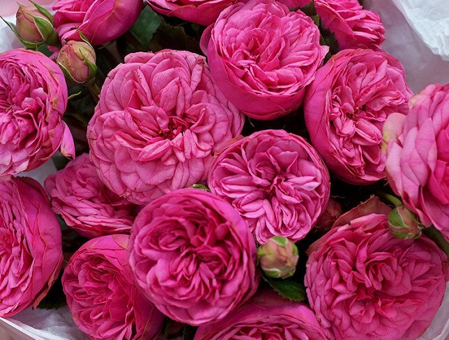 Bouquet of Pink Peony Roses “Tender Delicacy” photo