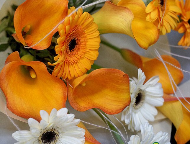 Bouquet with Gerberas and Calla Lilies “Sunny Sunrise” photo