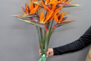 Strelitzia / 1 buc. — foto 2