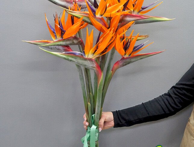 Strelitzia / 1 buc. — foto 2