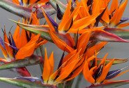 Strelitzia / 1 buc. — foto 3