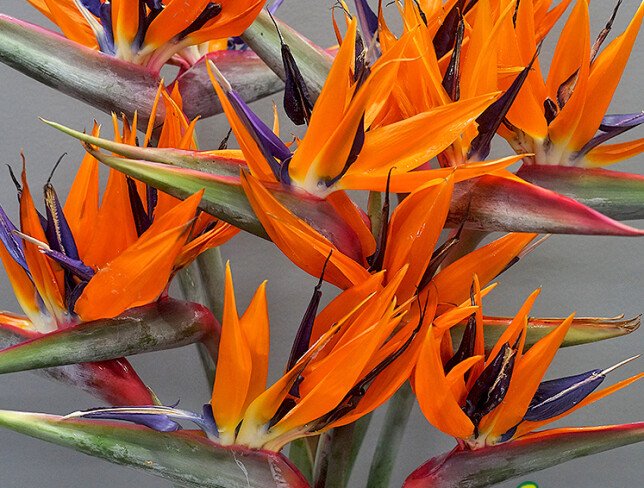 Strelitzia / 1 buc. — foto 3
