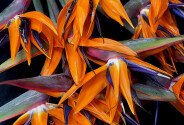 Strelitzia / 1 buc. — foto 4