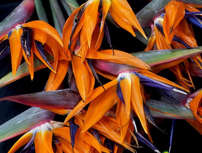 Strelitzia / 1 buc. — foto 4