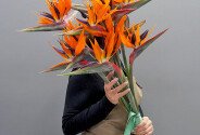 Strelitzia / 1 buc. — foto 1