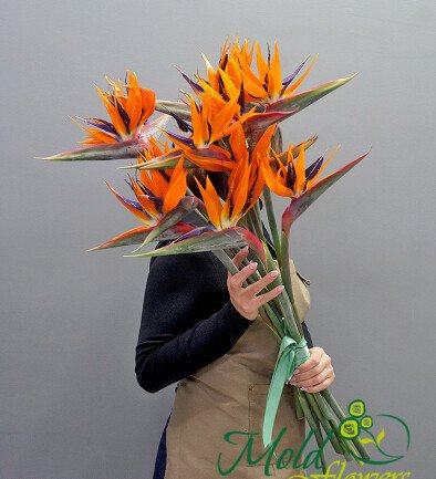 Strelitzia / 1 buc.