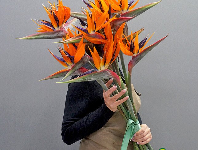 Strelitzia / 1 buc.