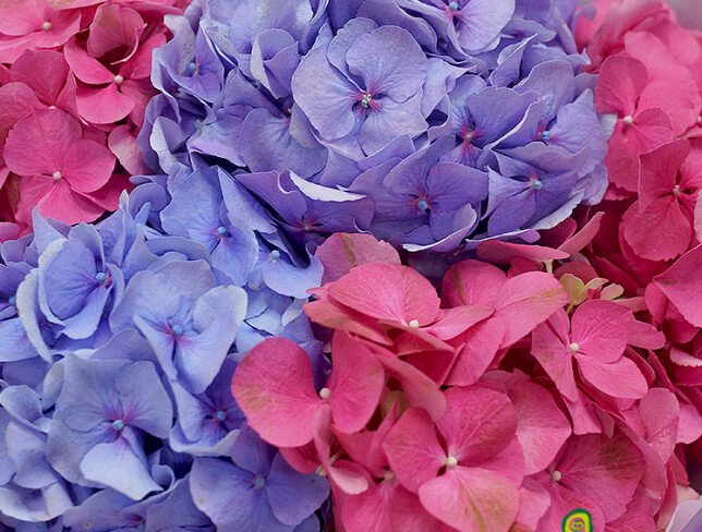 Buchet din hortensii roz aprins si violet „Emotii vii” foto
