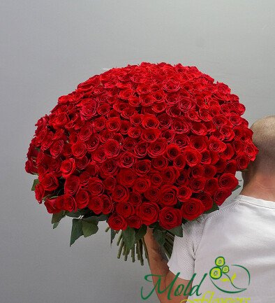 Buchet din 199 trandafiri rosii 60 cm (la comanda, 5 zile) foto 394x433